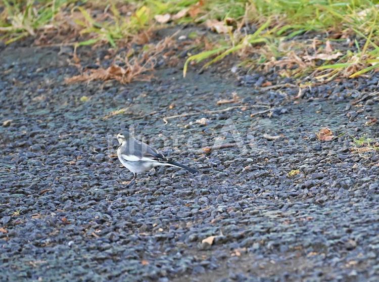 地面の上のセキレイ セキレイ,野鳥,鳥の写真素材