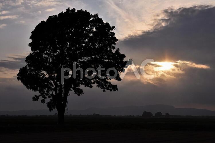 一本木と夕景 空,太陽,夕日の写真素材