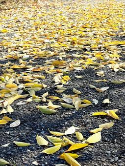 秋の風景　黄色い落ち葉 落ち葉,葉,秋の写真素材