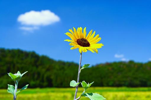 田んぼに咲いた向日葵 ひまわり,花,田畑の写真素材