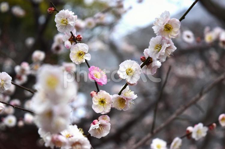 綻ぶ梅の花(紅白) 梅,梅花,春の写真素材