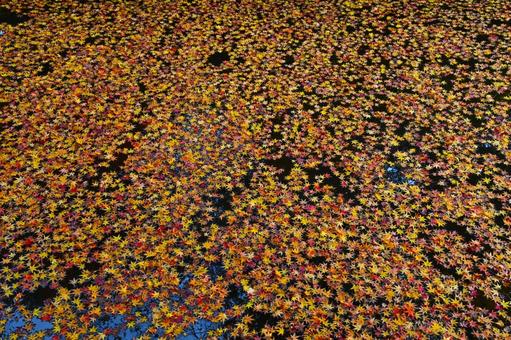 水面に浮かぶ紅葉した綺麗な落ち葉 水面に浮かぶ紅葉した綺麗な落ち葉の写真