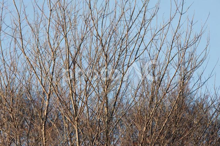冬の樹木 木,樹木,雑木林の写真素材