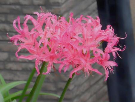 【花の写真】ネリネ ネンネ,ピンク,冬の写真素材