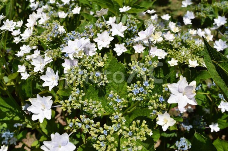 隅田の花火（アジサイ） 隅田の花火,アジサイ,紫陽花の写真素材