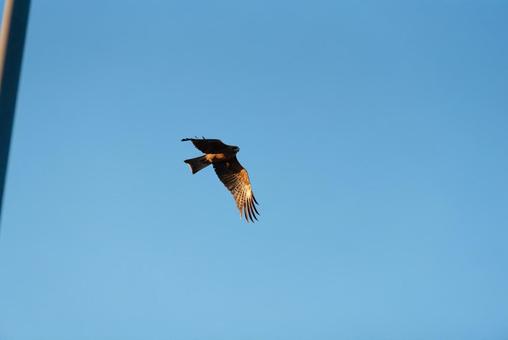 大空を優雅に舞うトビ 大空を優雅に舞うトビの写真