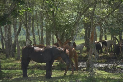 蓼科第二牧場の馬 蓼科第二牧場の馬の写真