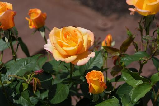 Rose (yellow: Augusta Louise), JPG Rose (yellow: Augusta Louise), JPG