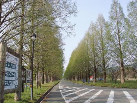 滋賀県　メタセコイア並木 メタセコイア,メタセコイア並木,滋賀県の写真素材