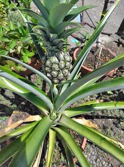 未熟なパイナップル 果物,フルーツ,植物の写真素材