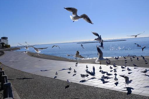 うみどり うみどり,蒲郡,竹島の写真素材