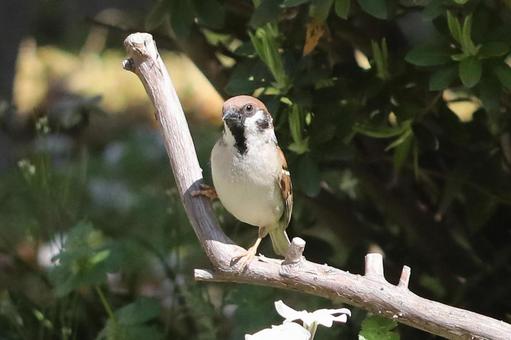 すずめ止まり木の写真