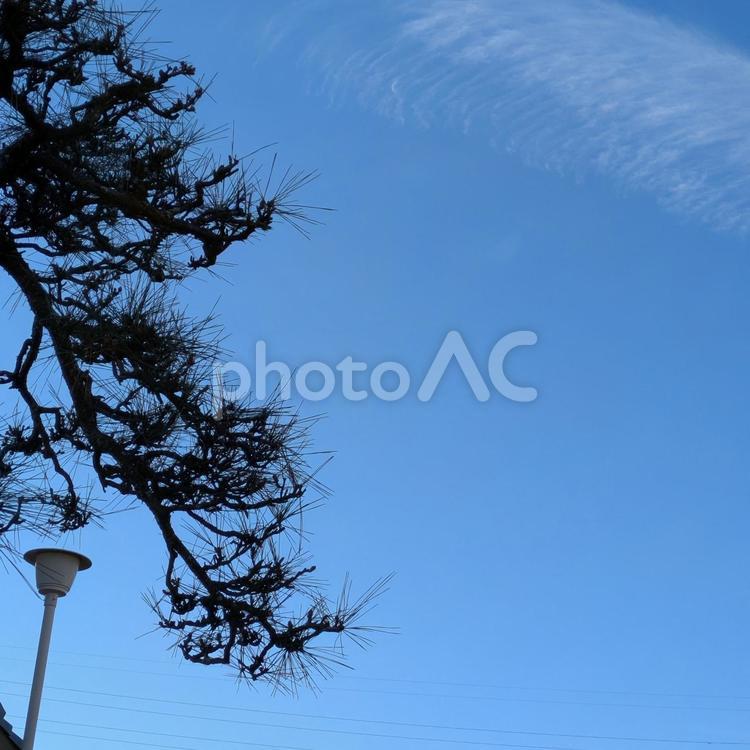 松の枝の遥か遠くに　冬の巻雲と三日月 師走,巻雲,白い雲の写真素材