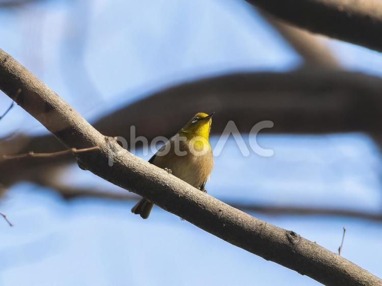 木の枝にとまるメジロ メジロ,野鳥,鳥の写真素材