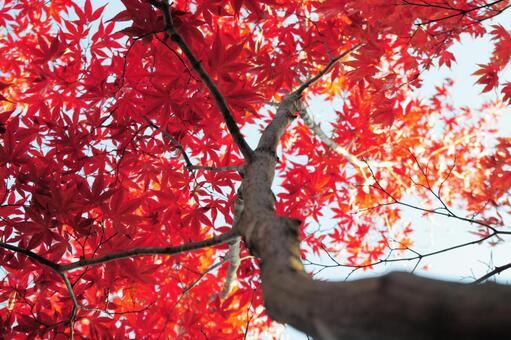 秋-1 秋-1の写真