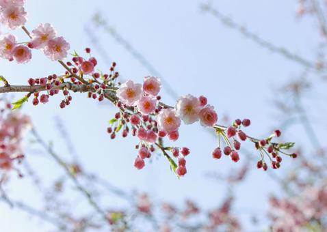 梅の花 梅,つぼみ,晴れの写真素材
