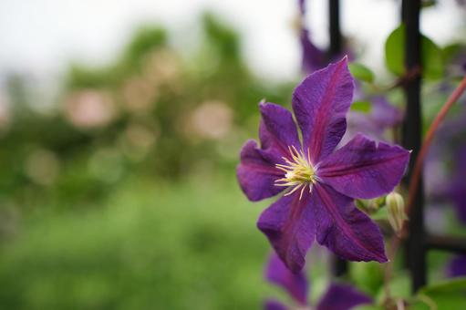 紫色のクレマチスの花 紫色のクレマチスの花の写真