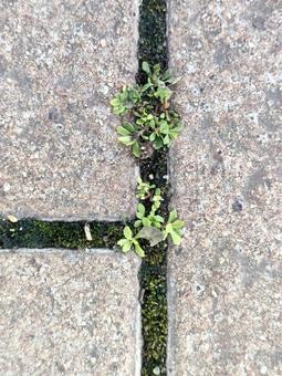 Photo, block, block gap, small world, 
