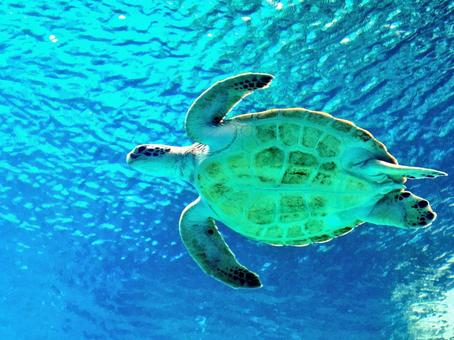 泳ぐカメ 泳ぐカメ カメ,亀,ウミガメの写真素材