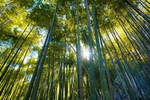 陽光降り注ぐ竹林 竹,竹林,森の写真素材