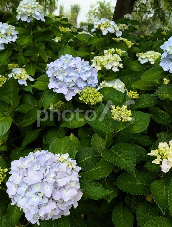 あじさい　アジサイ あじさい,自然,風景の写真素材