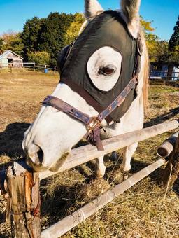 白い人懐こい馬 馬,白馬,牧場の写真素材