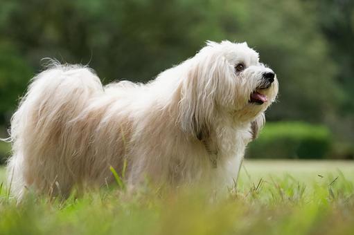 ハバニーズのポートレート ハバニーズのポートレート 犬,ハバニーズ,純血種の写真素材