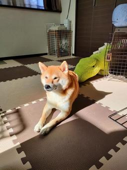 日向を見つけて日向ぼっこする柴犬! 日向を見つけて日向ぼっこする柴犬!の写真