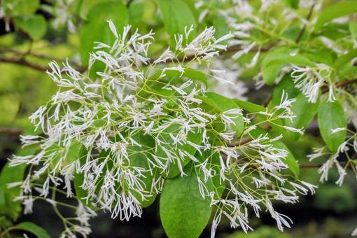 ナンジャモンジャの写真