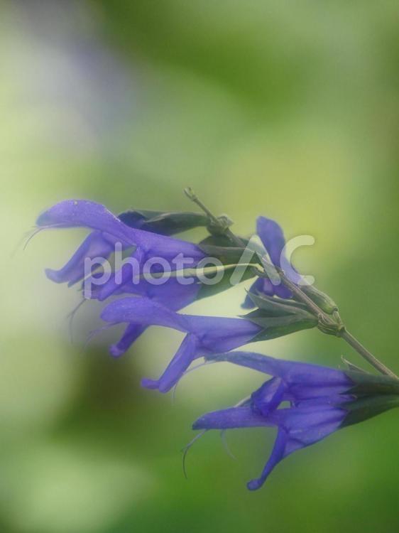 柔らかな光の中のサルビア サルビア,青い花,花の写真素材