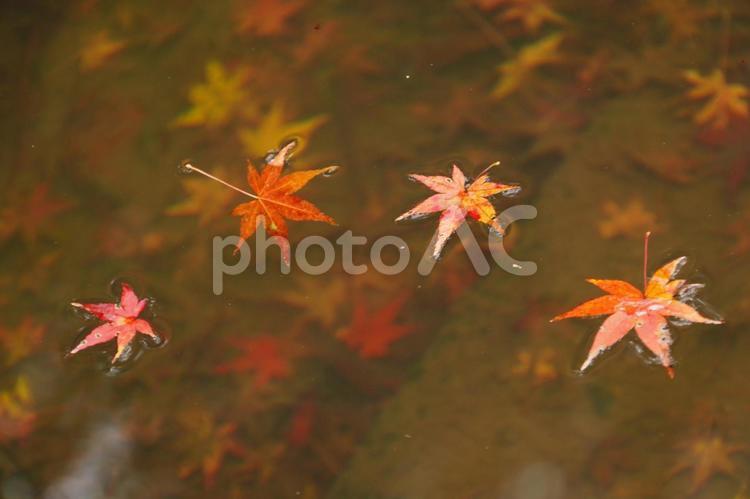 晩秋の池の風景 晩秋,紅葉,葉の写真素材