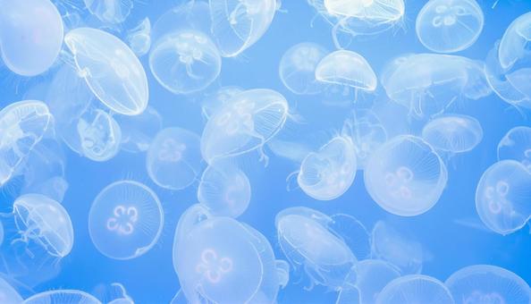 海月のテクスチャ 海月のテクスチャの写真