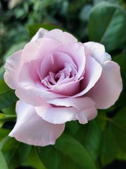 ベランダのバラ・夜来香 ベランダのバラ・夜来香 薔薇,バラ,イエライシャンの写真素材