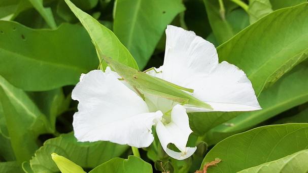 花にとまるオンブバッタの写真
