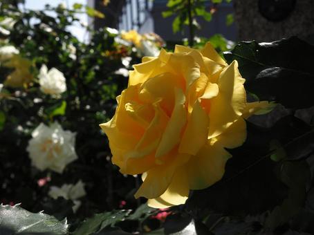 バラ園で黄色い薔薇を撮りました 花,薔薇,自然の写真素材