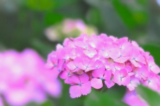 鮮やかなピンクの紫陽花 鮮やかなピンクの紫陽花の写真