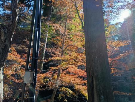 秋の紅葉04 秋,山,木の写真素材