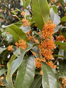 金木犀 金木犀,オレンジ,緑の写真素材