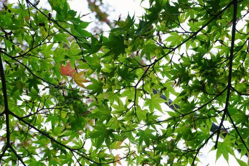 モミジ モミジ,葉,植物の写真素材