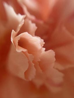 カーネーション カーネーション,自然,オレンジ色の写真素材