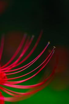 曼殊沙華　蕊 彼岸花,曼殊沙華,赤の写真素材