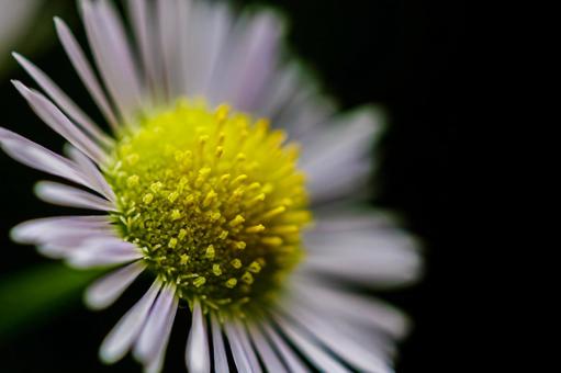 Summer fleabane, JPG