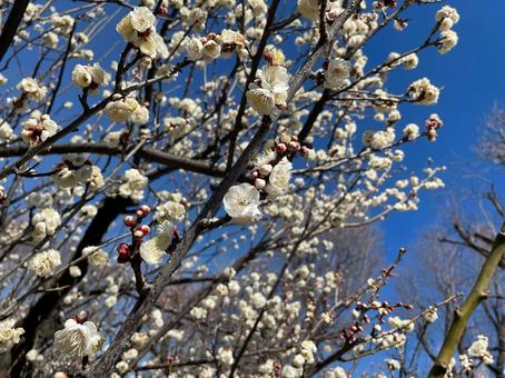 梅の花 梅の花の写真