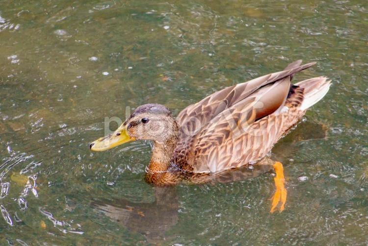 かわいらしいカモ カモ,鴨,野鳥の写真素材