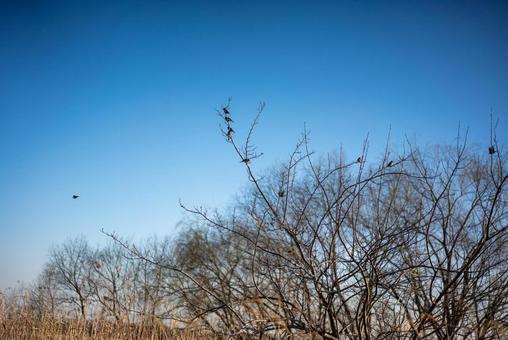 冬の空、枝に佇む小鳥の写真