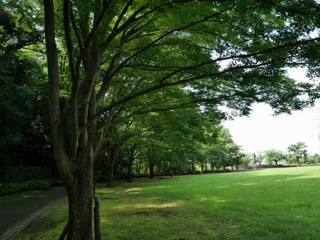 公園の緑 公園の緑の写真
