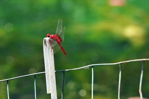 ショウジョウトンボ（雄） ショウジョウトンボ,猩々蜻蛉,縄張りの写真素材
