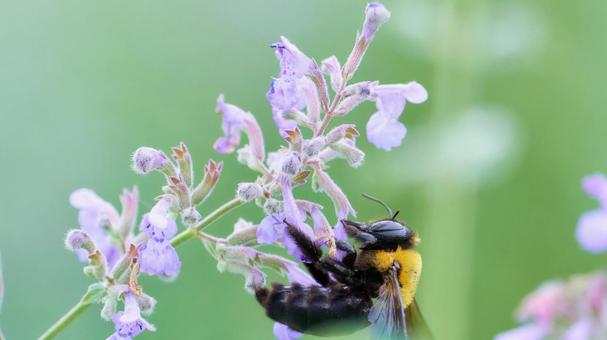 A carpenter bee desperately clinging to a cute purple flower, JPG A carpenter bee desperately clinging to a cute purple flower, JPG