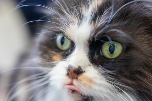 舌を出しちゃった猫 猫,動物,ペットの写真素材