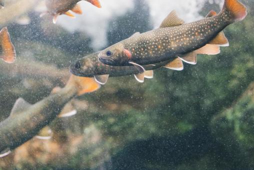 fish, JPG fish, JPG